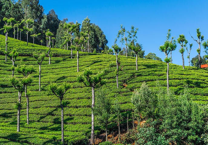 Ooty Heritage and Culture Tour Packages | call 9899567825 Avail 50% Off